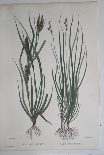 Planche botanique gravée - planche, sur