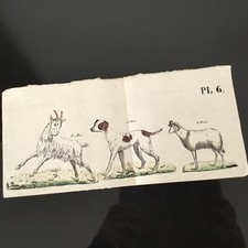 Gravure Ancienne Début XIXè