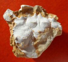 CRABE FOSSILE CRÉTACÉ 