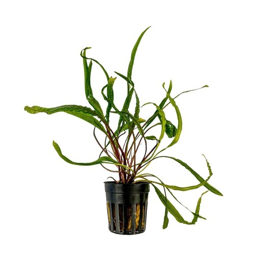 Plante aquarium - plante, d’aquarium