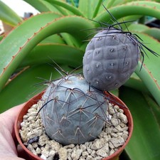 TEPHROCACTUS GEOMETRICUS RFPA