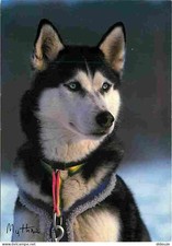 Animaux - Chiens - Siberian Husky - Carte Vierge - CPM - Voir Scans Recto-Verso