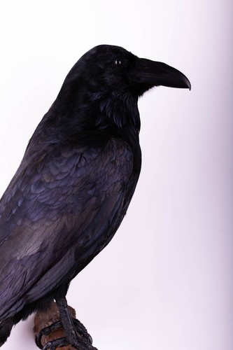 Taxidermy carrion crow bird - carrion,