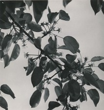 Roger LENGLET photographe poire william nature photo photographie