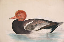 Gravure ancienne colorée. "Red-crested whistling duck",  Canard siffleur