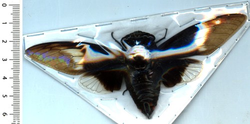 Homoptera cicadidae - homoptera,,