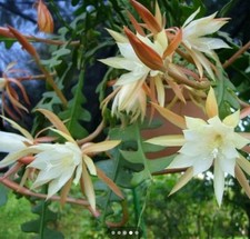 Bouture cutting Cactus à