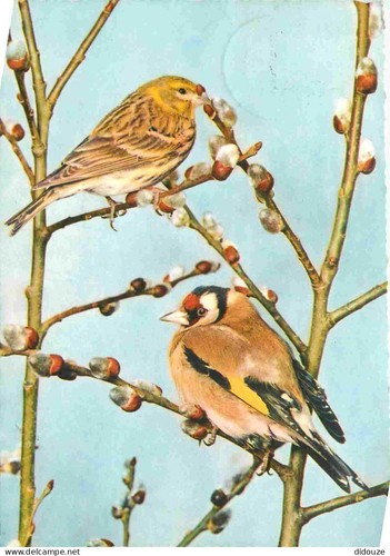 Carte postale animaux - -,