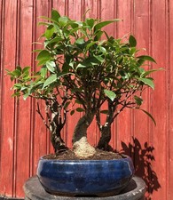 BONSAÏ FORÊT DE FICUS RETUSA  FICUS TAÏWANAIS 10ANS  H36CM