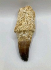 Rare authentique grande dent