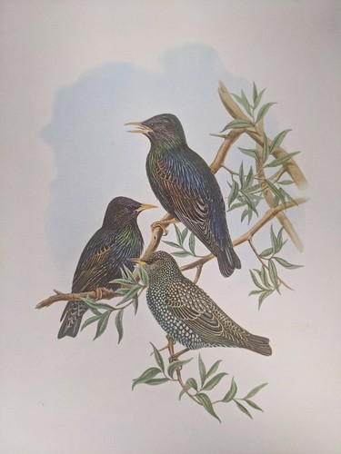 1969 oiseau imprimé violet - 1969,