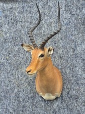  Taxidermie  - Grand, majestueuse trophée tête impala - port gratuit  free ship