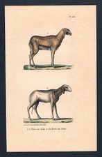 1840 - Mouton Brebis Belier