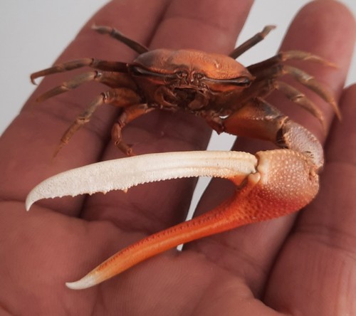 Curiosité taxidermie - curiosité,