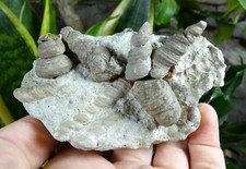 Fossile Coquillage Ancienne