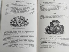 MANUEL DU JARDIN POTAGER