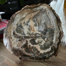 Belle tranche de bois fossile, arborant un magnifique dégradé de couleurs