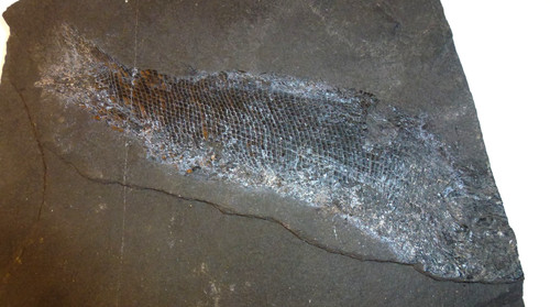 Fossil schmelzschuppenfisch - fossil,