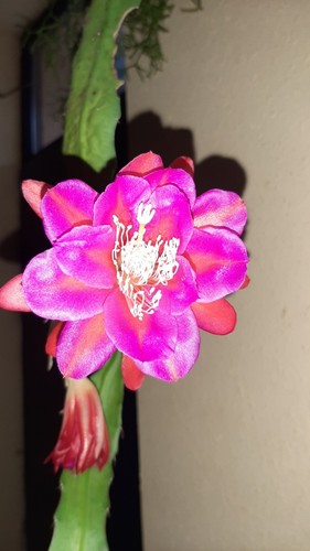épiphyllum eine tolle - eine, ding