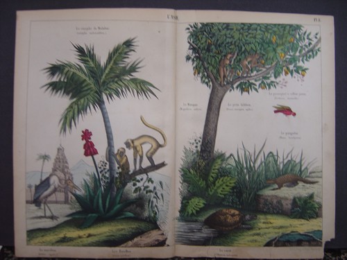 Image lithographie fasoli - image,