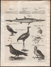 1797 Rare gravure Oiseaux Perroquets poisson scie Psittacus Ornithologie