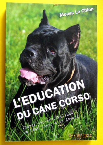 éducation cane corso par - l'éducation, du