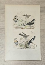 Lithographie ancienne oiseaux