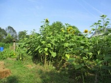 Tournesol Lyngs California Greystriped (semences BIO)