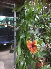 1 Vanille bouture cutting 1 mètre de l’île de La Réunion (La vanille bourbon)