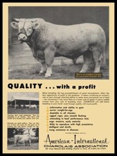 1961 Charolais Bulls Int