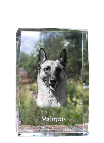 Malinois chien berger - chien,