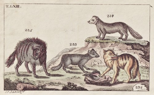 Hyène chacal steinfuchs - chacal,