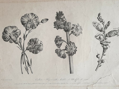 Oeillets hyacinthe gravure - hyacinthe,