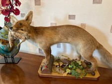 RENARD NATURALISE / EMPAILLE tenant dans sa gueule une caille