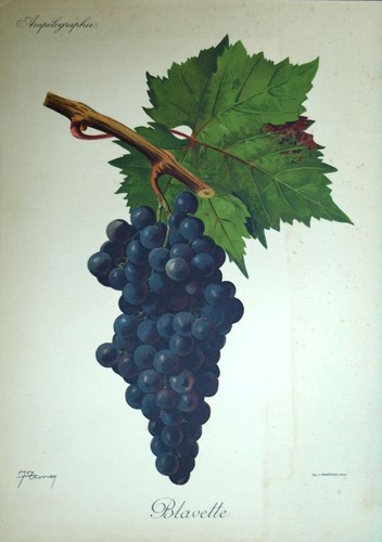 Raisin blavette vin oenologie - raisin,