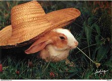 Animaux - Lapins - CPM - Voir