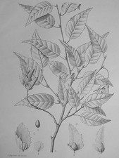 Capinus Laxiflora blune Gravure D'APREVAL botanique Archives du Muséum XIXéme