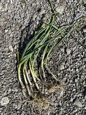 5 Plants de Poireaux