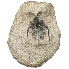 Fossile trilobite otarion sur
