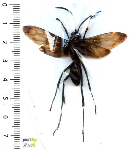 Guêpe wasp hemipepsis - guêpe,