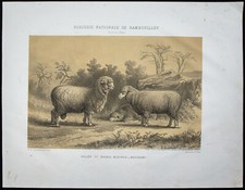 1873 bélier mouton et - mouton,