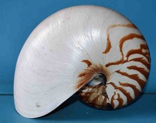 Sea shell coquillages - coquillages,