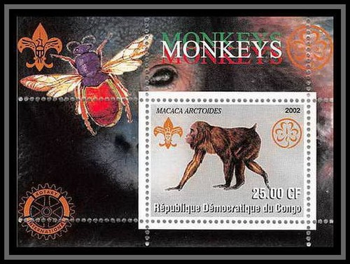 2091 congo singes singe - singes, (singe