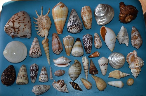 Coquillages collection de 40 - de,