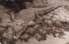 Madagascar, Le Caïman roi