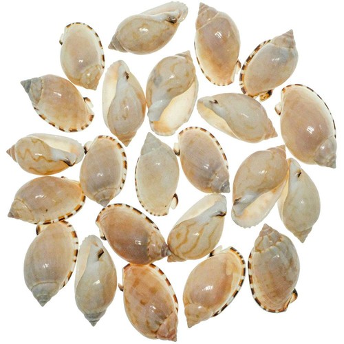 Coquillages casmaria erinaceus
