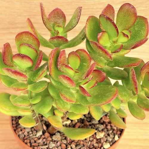 Crassula ovata mini - crassula, »