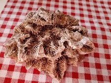 Corail Ancien 10 Cm Sur 9 Cm