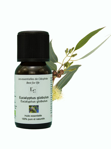 Huile essentielle eucalyptus - huile,