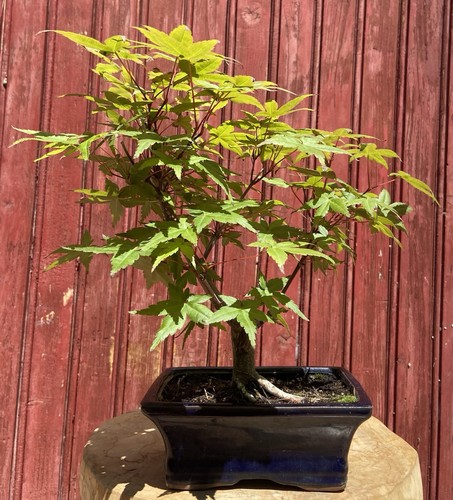 Bonsaï érable japon - bonsaÏ, acer